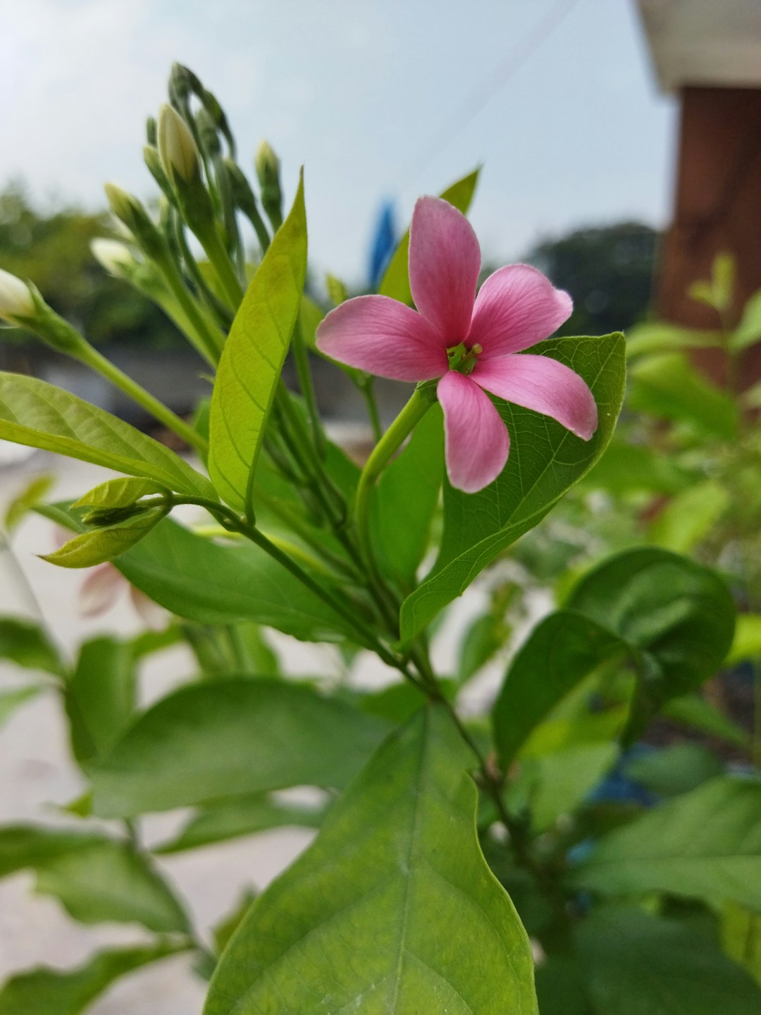 Flower